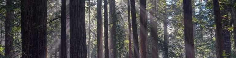 Why Ecotourism Matters 54 redwoods2 e1395323998423