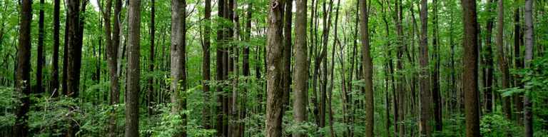 Just what is "Carbon Offsetting"? 55 reforestation blog1