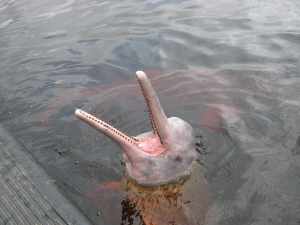 My Summer in the Amazon 4 Amazon_river_dolphin,_brazil