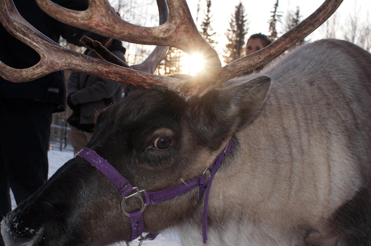 Top Three Tasty Treats from Alaska 2 reindeer2