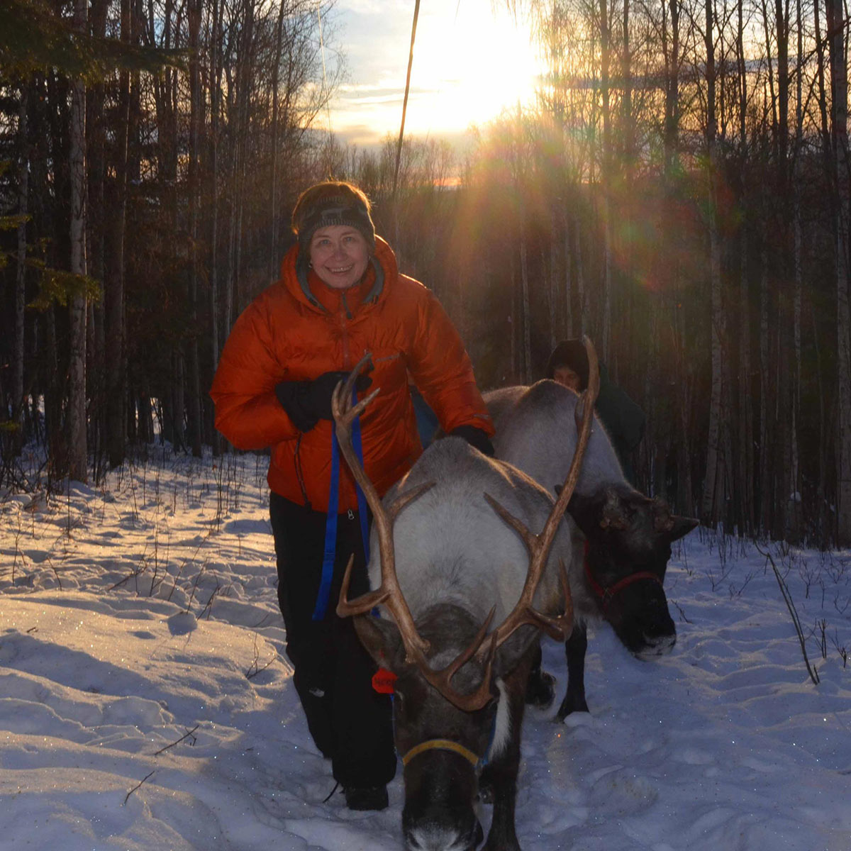 Running Reindeer Ranch Enjoyable Experience 3 Walking with Reindeer