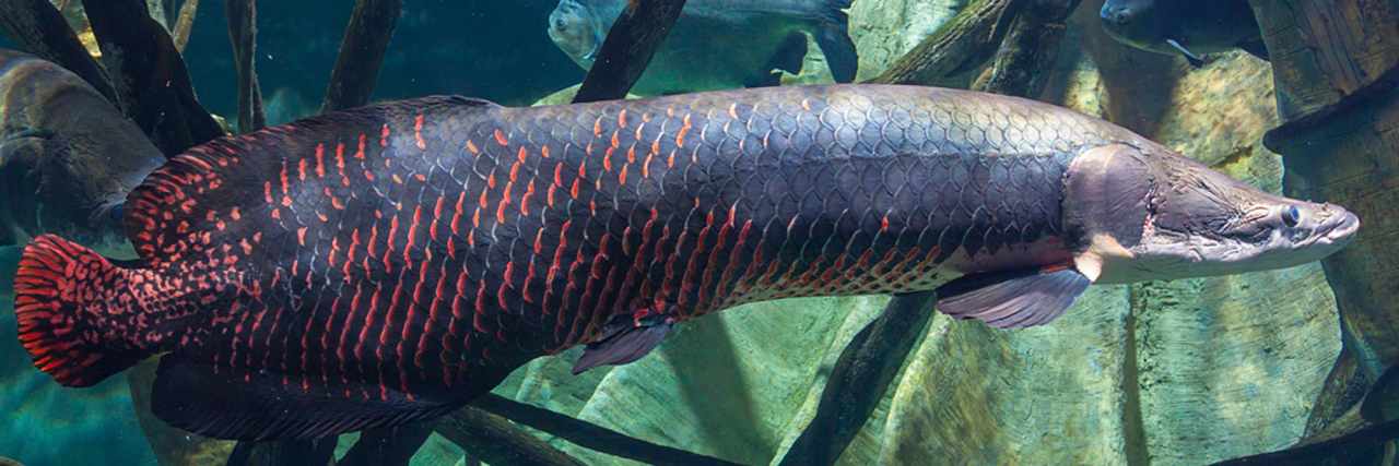 Amazon Rainforest Wildlife: Plenty of Weirdness 3 arapaima1