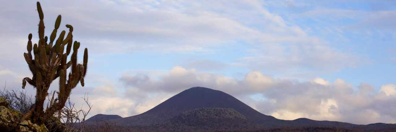 Visit the Galapagos: Taking Care 4 cactus