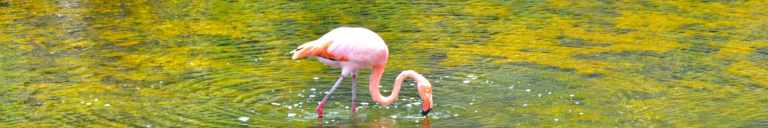 Visit the Galapagos: Taking Care 48 flam