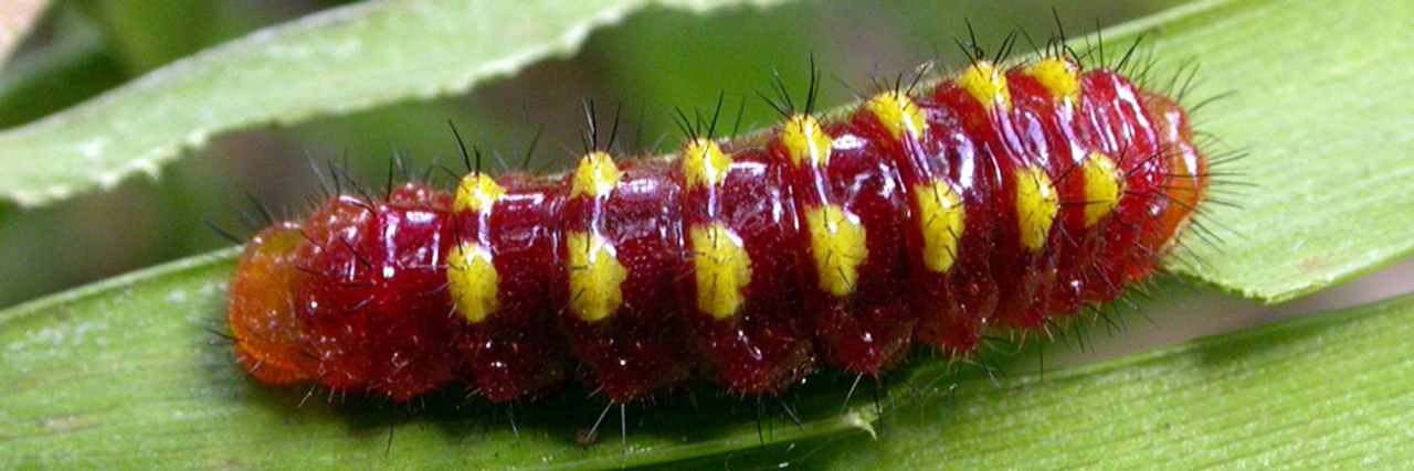 Amazon Rainforest Wildlife: Plenty of Weirdness 4 jewel caterpillar1