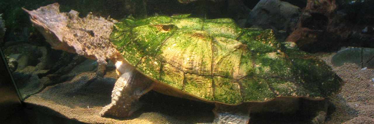 Amazon Rainforest Wildlife: Plenty of Weirdness 2 matamata1