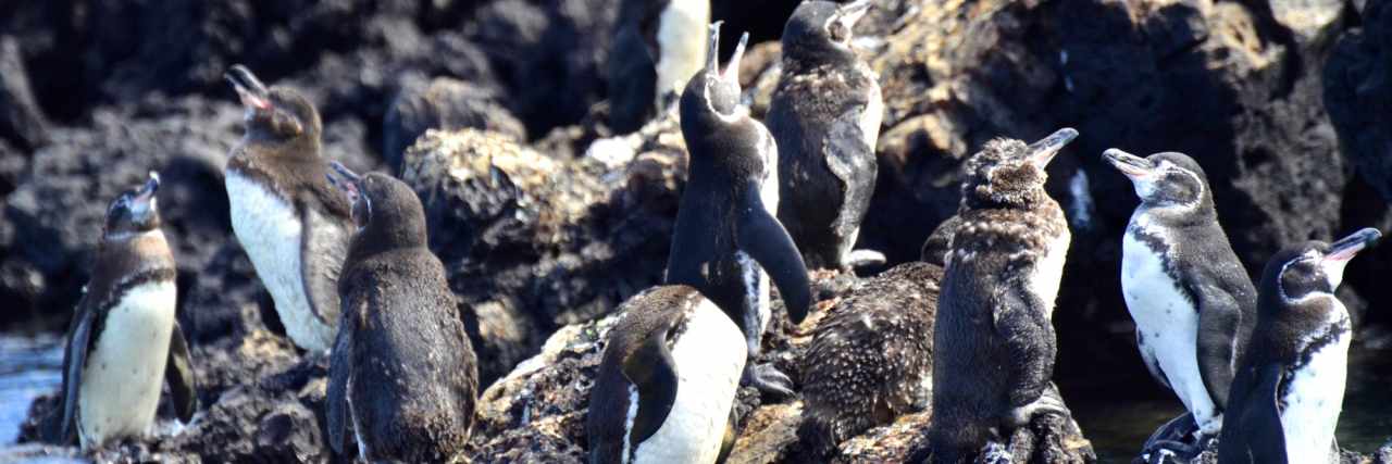 Visit the Galapagos: Taking Care 2 penguin