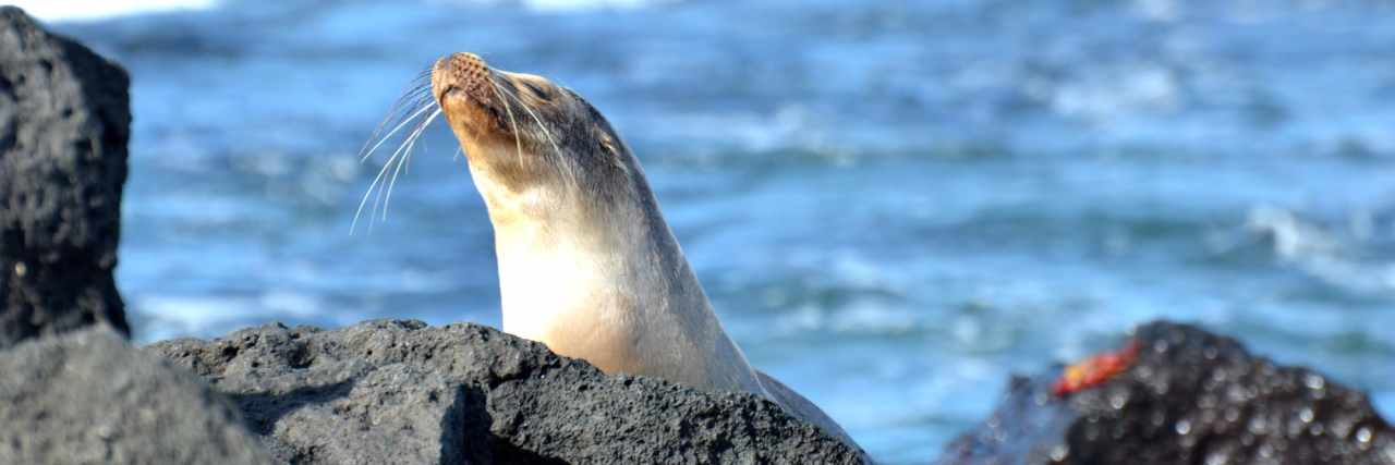 Visit the Galapagos: Taking Care 3 sealy