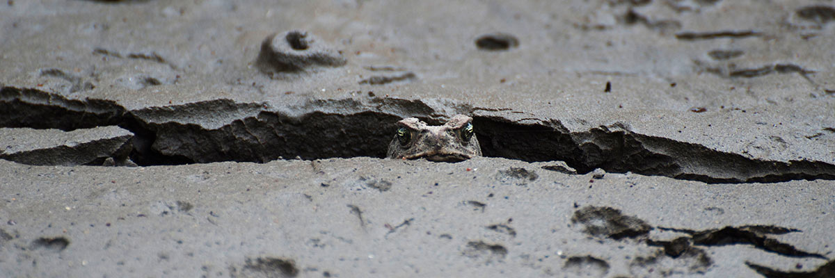 Ecuador Travel: Diversity, Diversity, Diversity 8 Ecuador Travel-Frogs