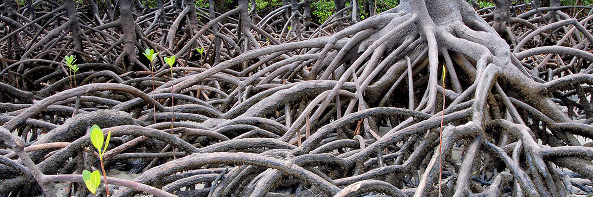 Ecuador Travel: Diversity, Diversity, Diversity 6 Ecuador Travel - Mangroves