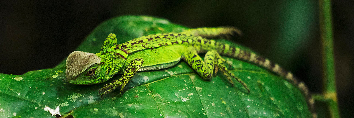 Ecuador Travel: Diversity, Diversity, Diversity 2 Ecuador Travel - Wildlife