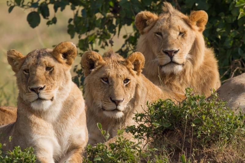 Discovering Africa's Big Five 3 Africa's Big Five and three lions resting in the shade