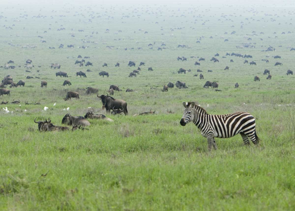 Great Migration Q&A 2 Zebra in_the_Serengeti_Wildebeest_Migration