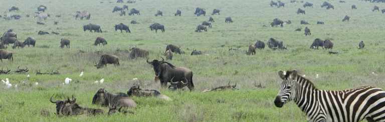 Visit Tanzania to Escape the Winter Blues 44 Zebra in the Serengeti Wildebeest Migration
