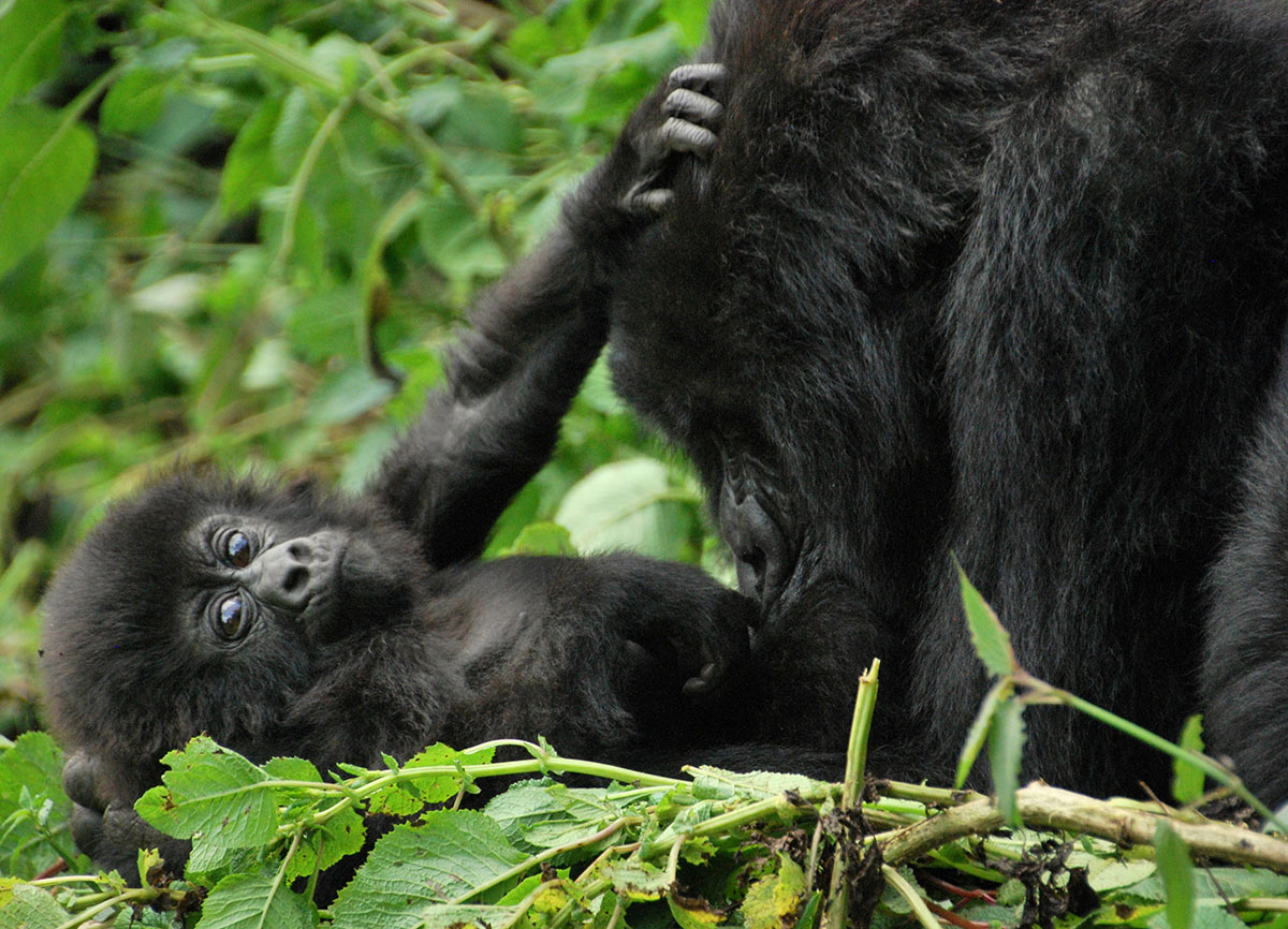 What Are Popular Gorilla Trekking Locations? 2 Mother_and_baby_mountain_gorillas._Volcanoes_National_Park,_Rwanda