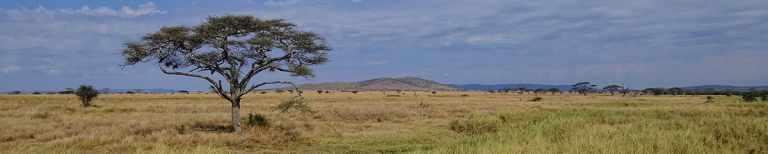 East Africa's Best Experiences 54 East Africa - Serengeti