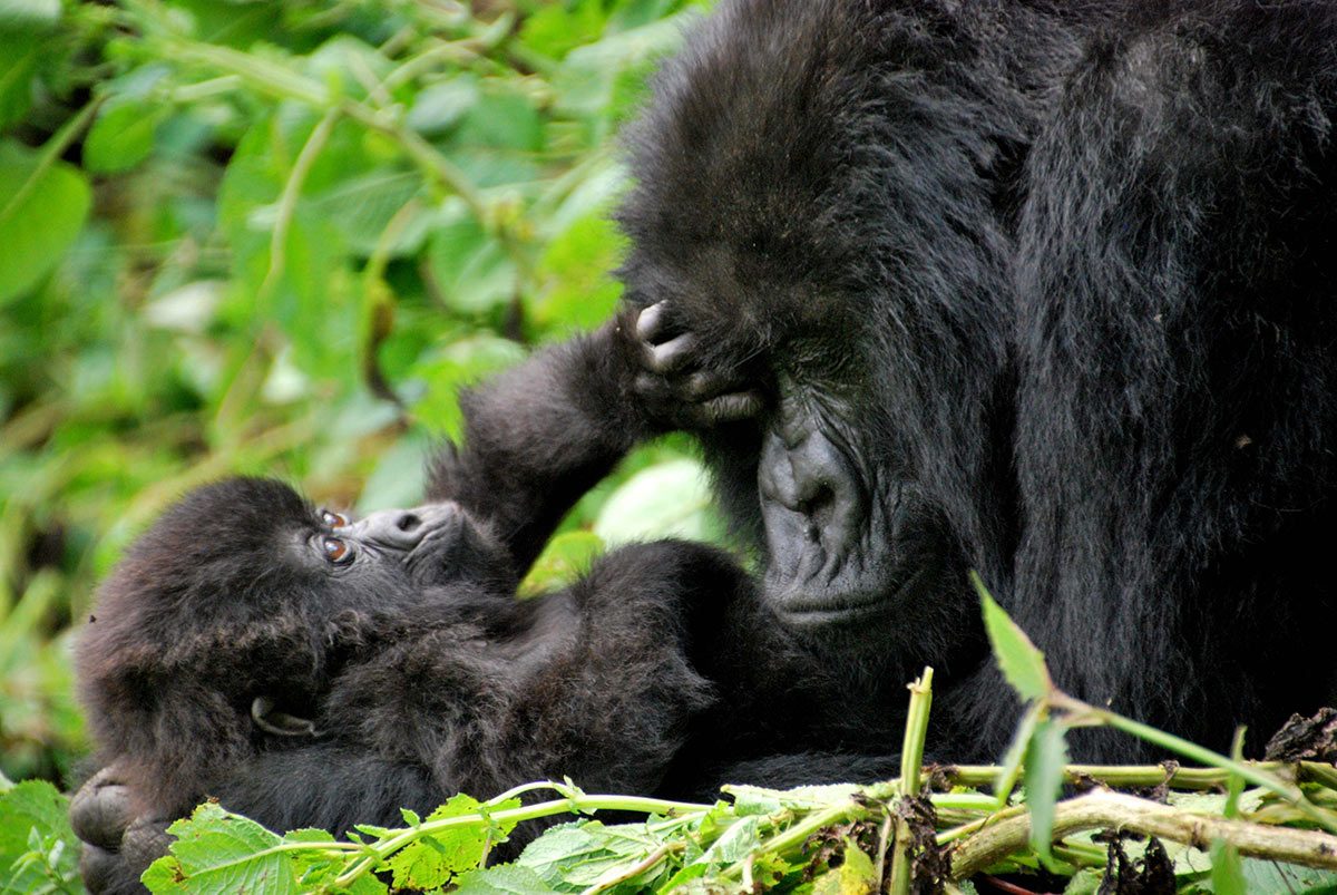 What is it Like to See Mountain Gorillas in the Wild? 4 Mountain Gorillas in Rwanda