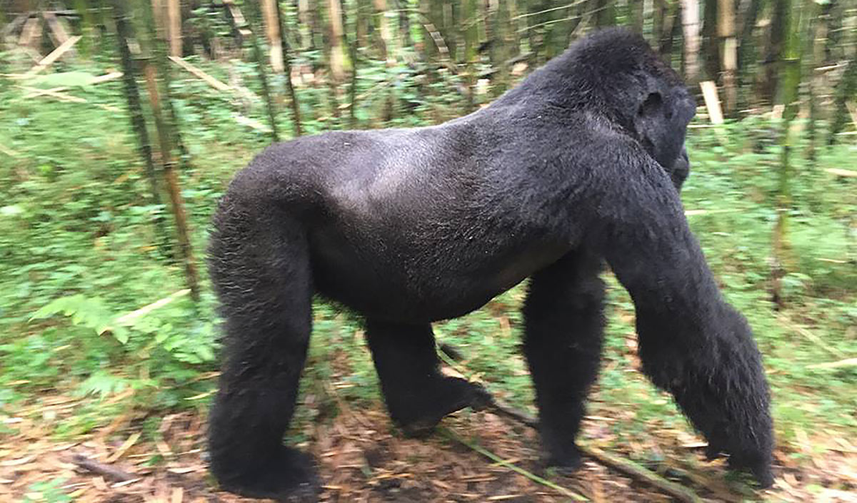 Gorilla Trekking? 4 A Silverback Gorilla in Volcanoes National Park, Rwanda