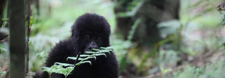 Gorilla Trekking? 50 baby mountain gorilla rwanda