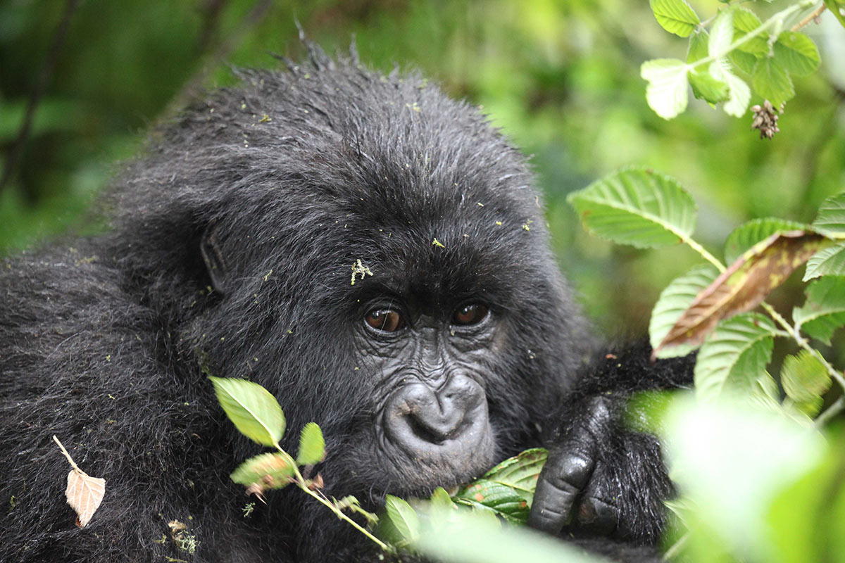 Ecotourism Works: Travel to Rwanda Sustainably 2 Gorilla eating leaf