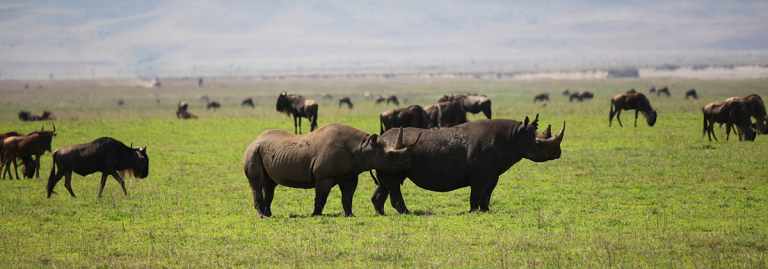 Is Kenya or Tanzania Better for a Safari? 50 Black Rhinos in Tanzania's Ngorongoro Crater