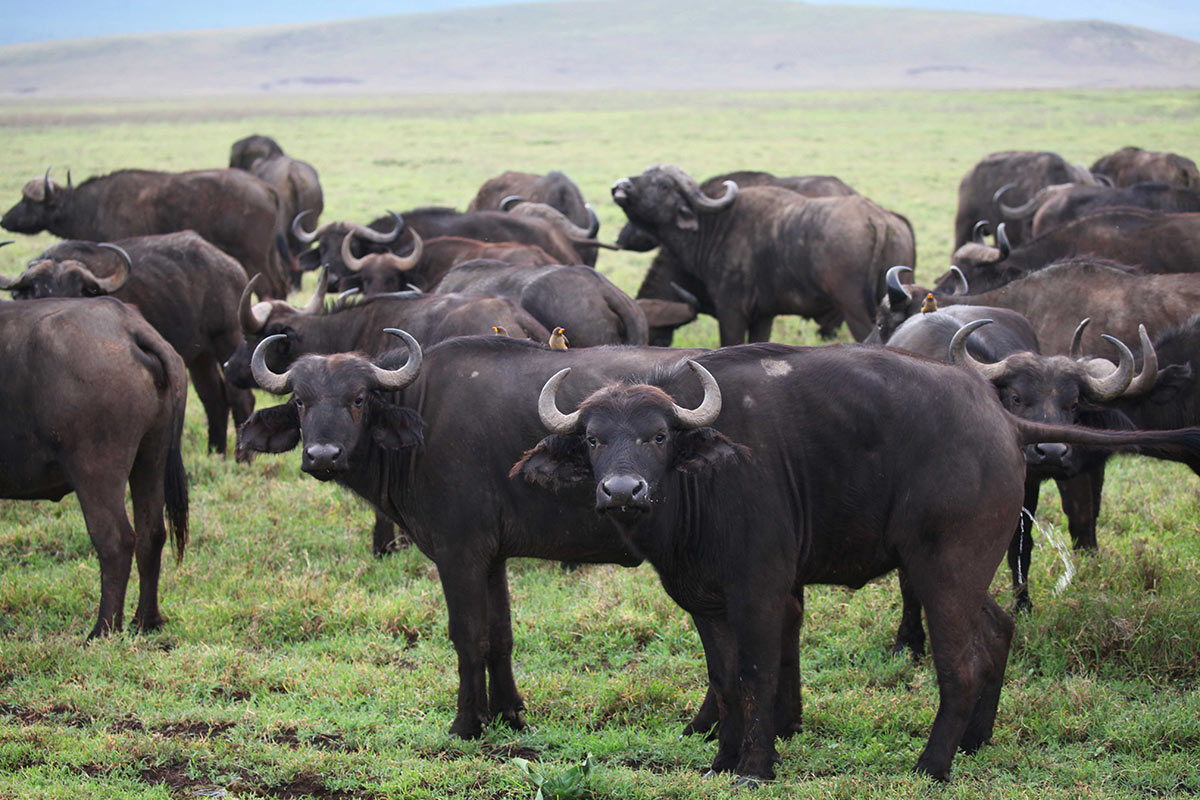 Discovering Africa's Big Five 6 Buffalo in Ngorongoro Crater part of Africa's big five
