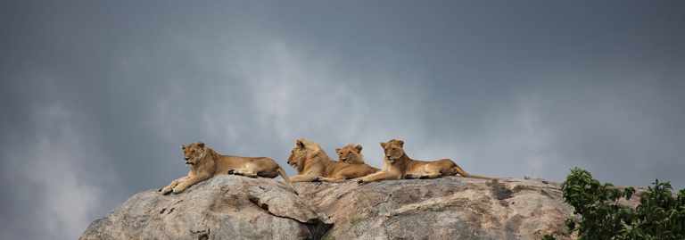 Where to see the Great Migration 56 A Pride of Lions on a Kopje