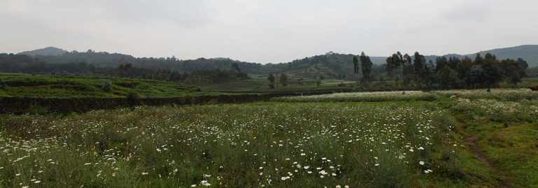 How to Make Isombe 48 Farmland near Virunga