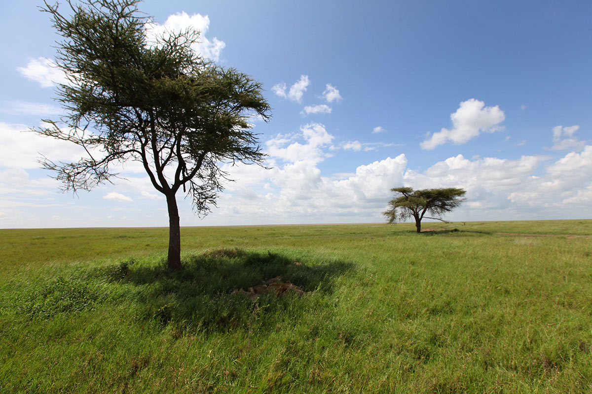 Best & Safest Places to Safari in Africa 2 Botswana safari landscape