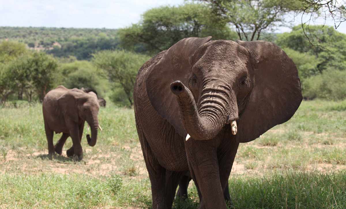 Where to see the Great Migration 4 Elephants in Tarangire