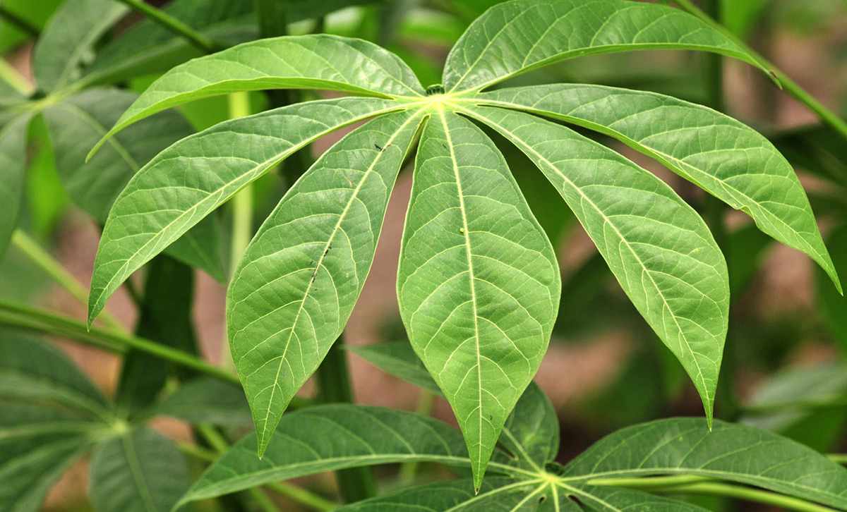 How to Make Isombe 3 Cassava Leaf