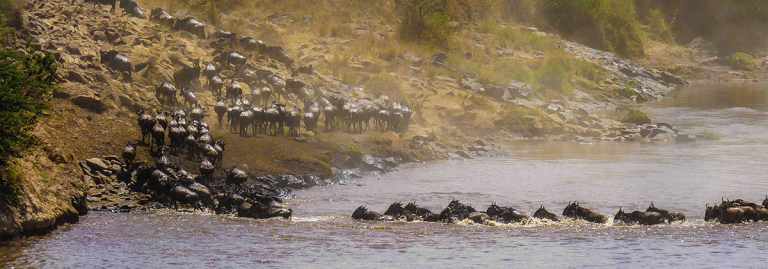 Great Migration? 59 Wildebeest crossing the river