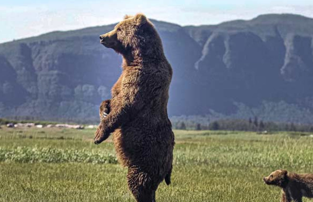 Grizzly Bears of Katmai National Park 2 Bear Tours