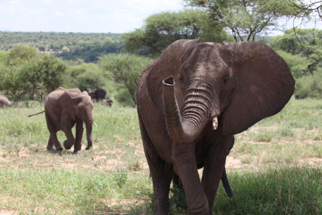 Animal Welfare Policy 1 Elephants in Tarangire National Park