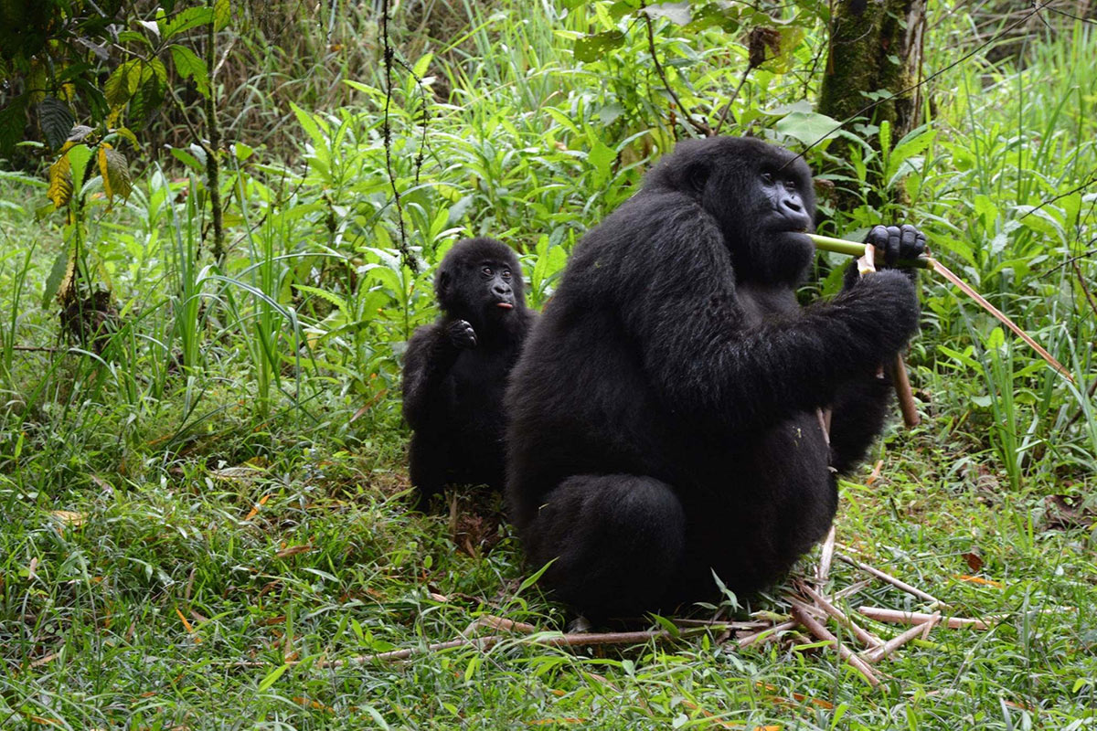 What is it Like to See Mountain Gorillas in the Wild? 3 Mountain Gorilla Trek