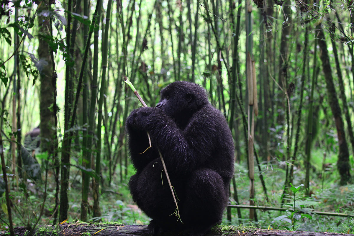 Gorilla Trekking? 2 Gorilla in Rwanda