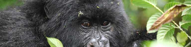 Gondwana Featured in LA Times 45 Mountain gorilla eyes