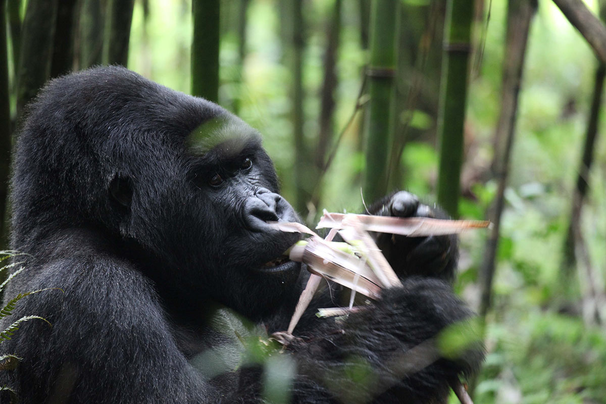 Adventure & Activities: Gorilla Trekking in Rwanda 2 Gorilla eating in Rwanda
