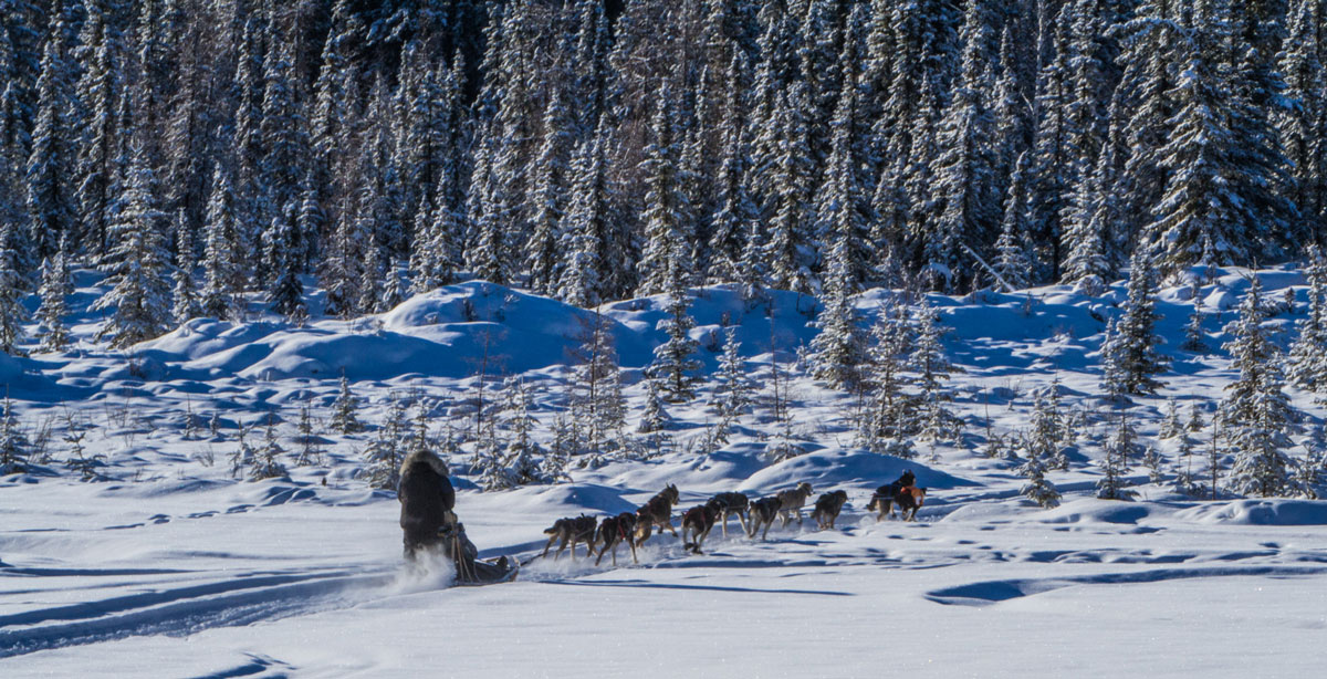 Alaska Adventure Tours 2 Dog sledding-in-Alaska