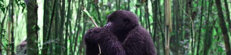 Gorilla Trekking: Rwanda vs. Uganda 33 gorilla trek eating 1
