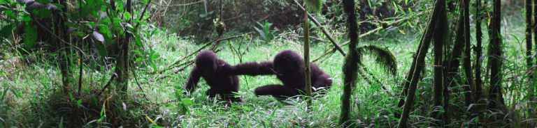 What Are Popular Gorilla Trekking Locations? 38 Young Gorillas at Play