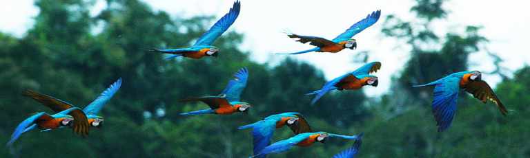 Save the Rainforest-Again 49 Birds of the Amazon Rainforest