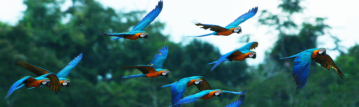 Birds of the Amazon: Macaws, Toucans, Parakeets & Parrots 3 Amazon Rainforest birds