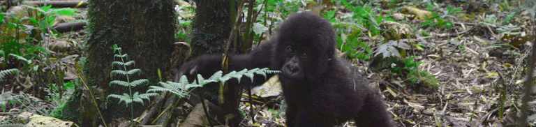 Are Gorillas Dangerous? 30 are gorillas dangerous
