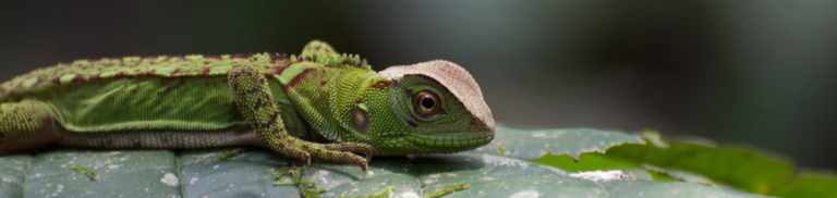 The New York Times Features Gondwana’s Ecuador Trip 43 The New York Times