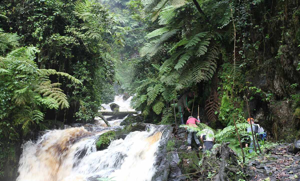 How Fit Do I Need to be for a Gorilla Trekking Tour? 3 Hiking on a Gorilla Trekking Tour