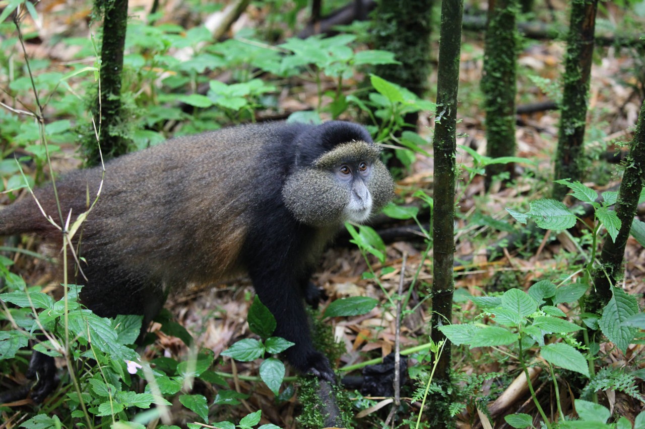 Gondwana Press Release: Essential Journeys 2 Essential Journeys Rwanda