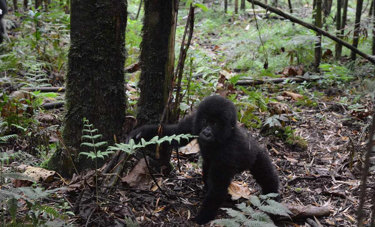 Gorilla Trekking: Rwanda vs. Uganda 3 Gorilla Trekking in Rwanda