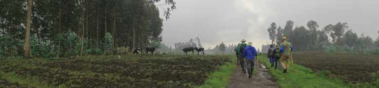 What is it Like to See Mountain Gorillas in the Wild? 23 Gorillas in the wild