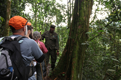 What is it Like to See Mountain Gorillas in the Wild? 2 Gorillas in the wild